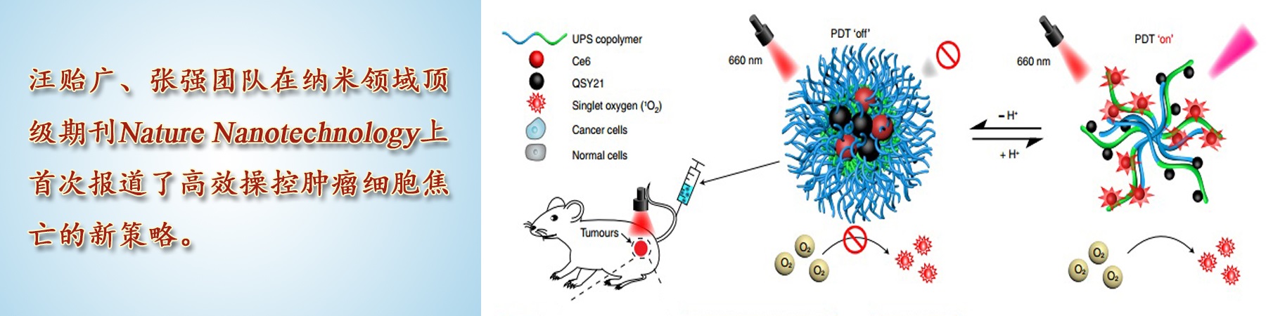 Nature Nanotechnology | 汪贻广/张强团队首次报道高效操控肿瘤细胞焦亡的新策略