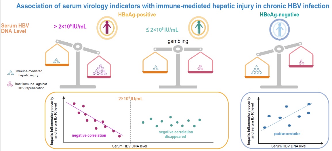 J Med Virol｜鲁凤民/陈香梅团队发现慢性HBV感染自然史中血清病毒学指...